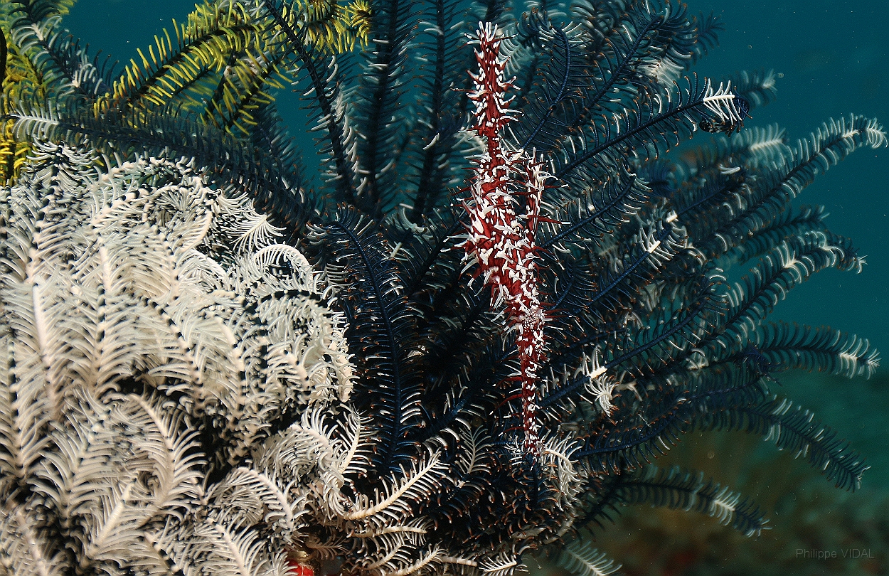 Sipadan_2015_Poisson fantome arlequin_Solenostomus paradoxus_IMG_2433_rc.jpg